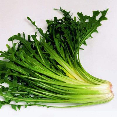Achicoria