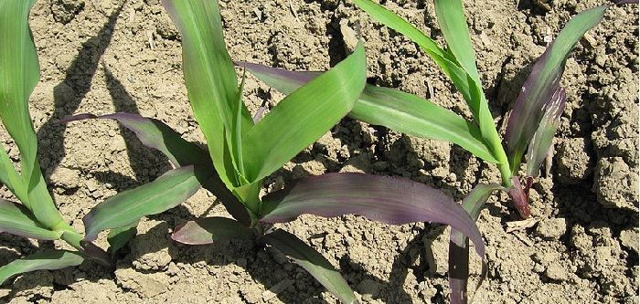 acido fosforico en agricultura