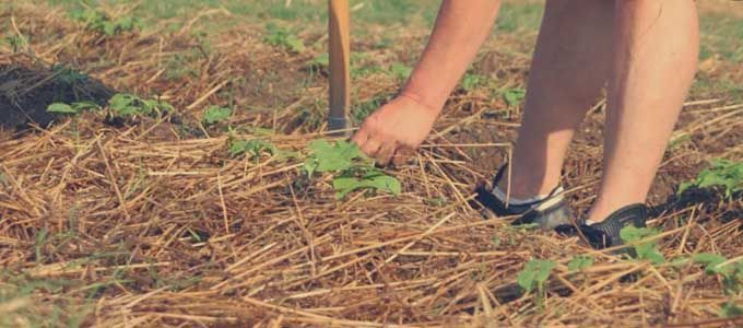 acolchado del huerto o mulching