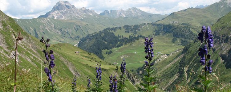aconito aconitum napellus