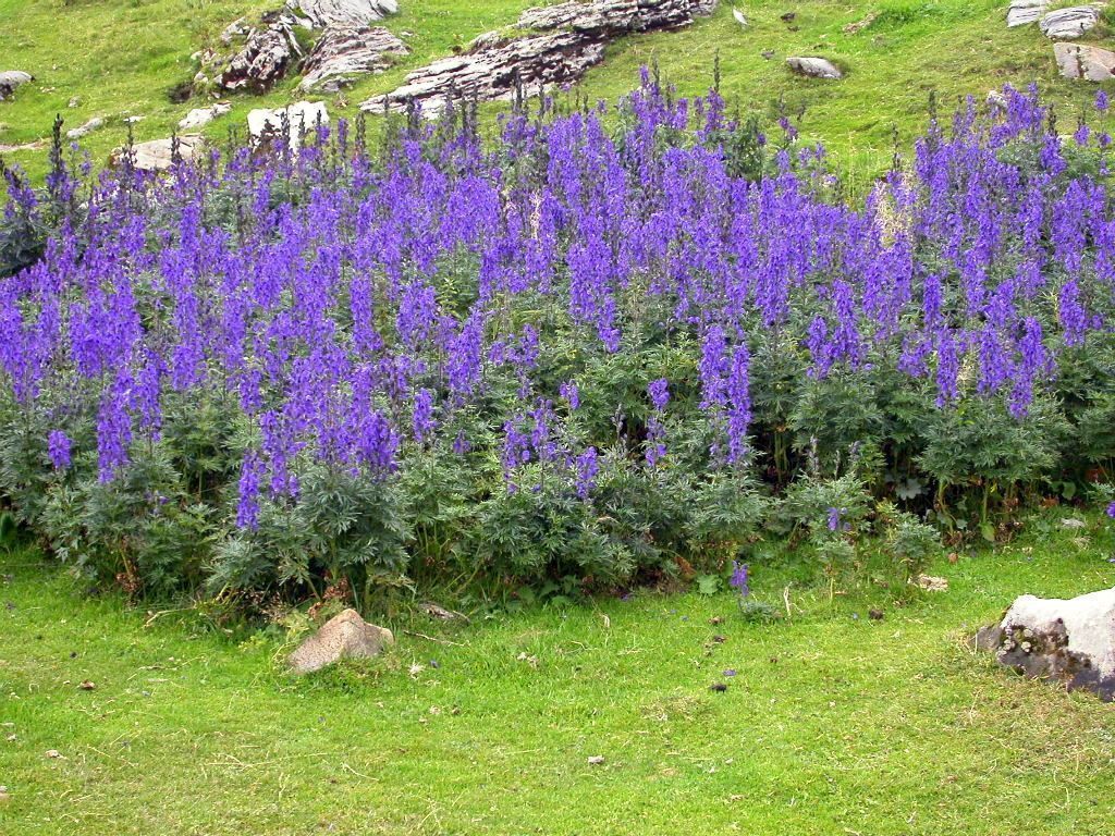 aconito prado montaña