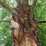 acrocomia tipos de palmeras