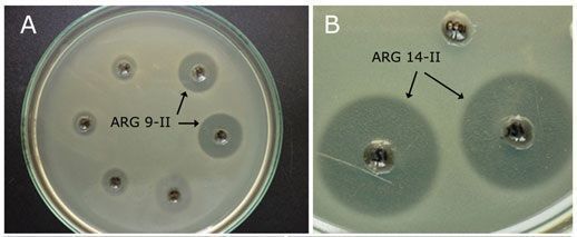 actividad antibacteriana actinomicetos