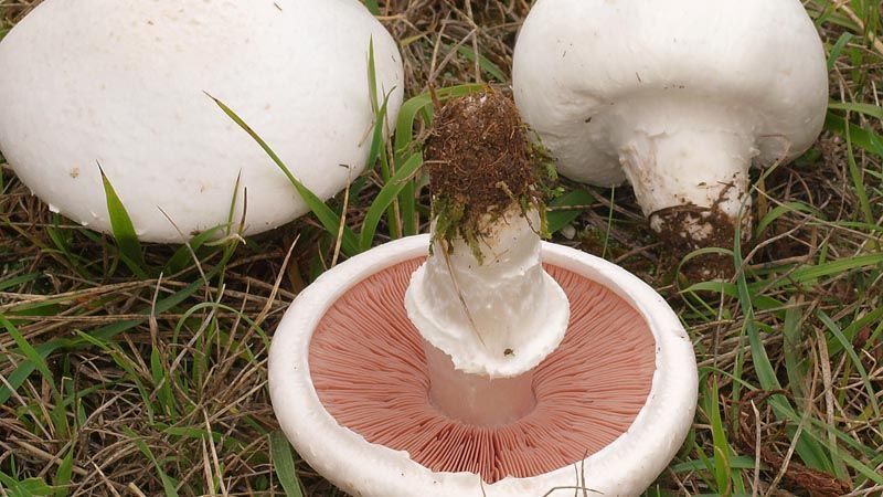 Agaricus campestris
