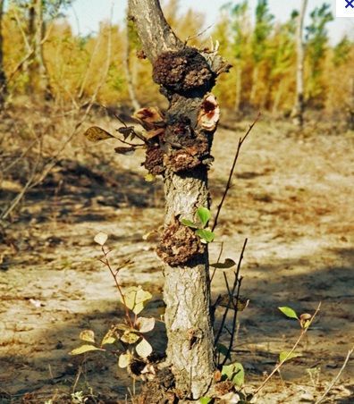 agrobacterium tumefaciens agrobacterium tumefaciens