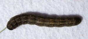agrotis ipsilon enfermedades del maíz