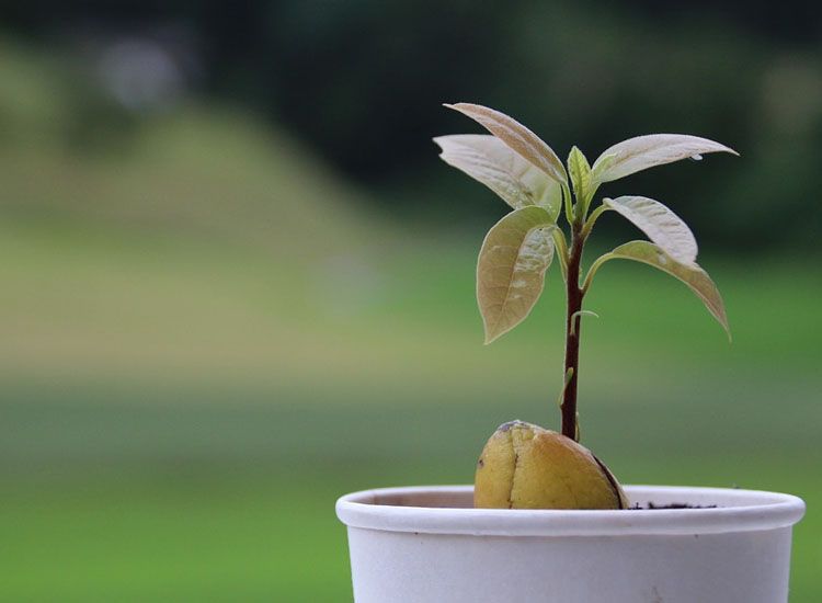 planta aguacate