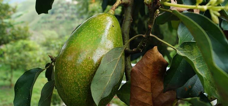 aguacate en árbol