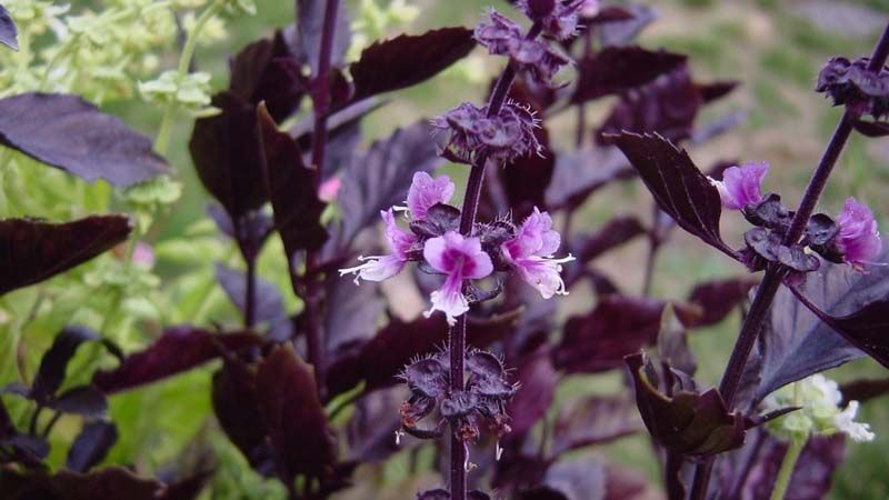 albahaca morada