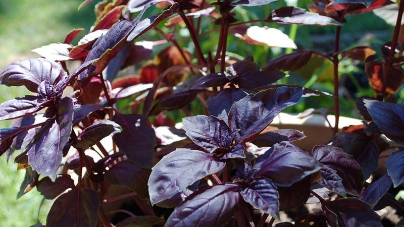 albahaca morada