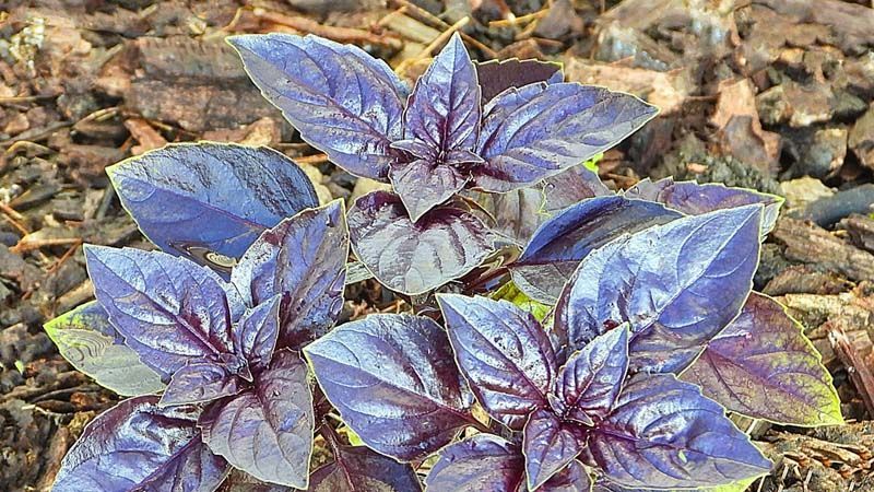 albahaca con acolchado