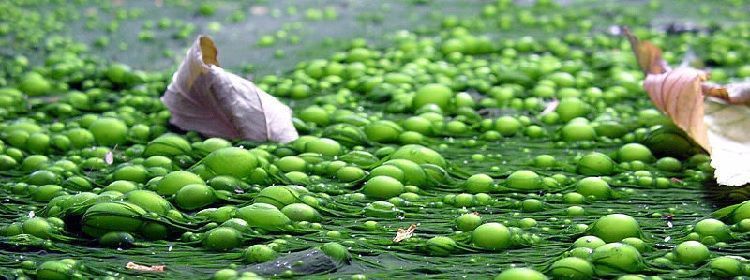 algas marinas y bioestimulantes