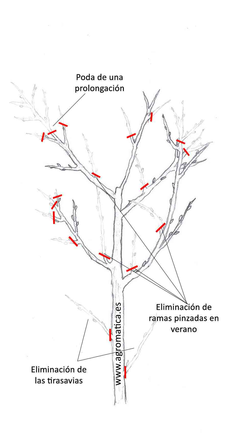 almendro2agro