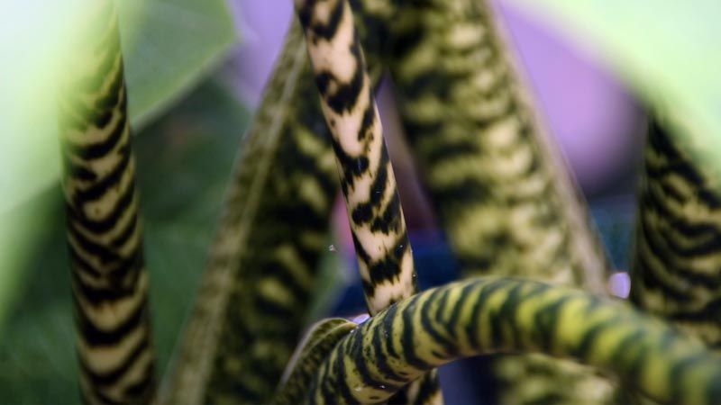tallos de Alocasia zebrina