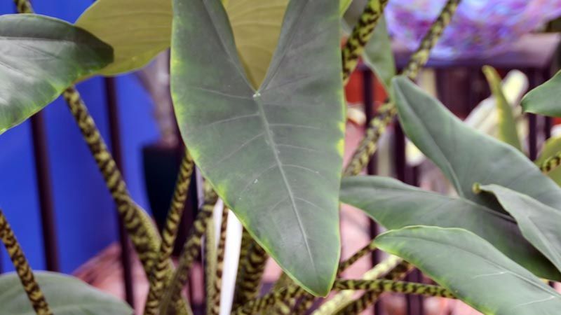Alocasia zebrina