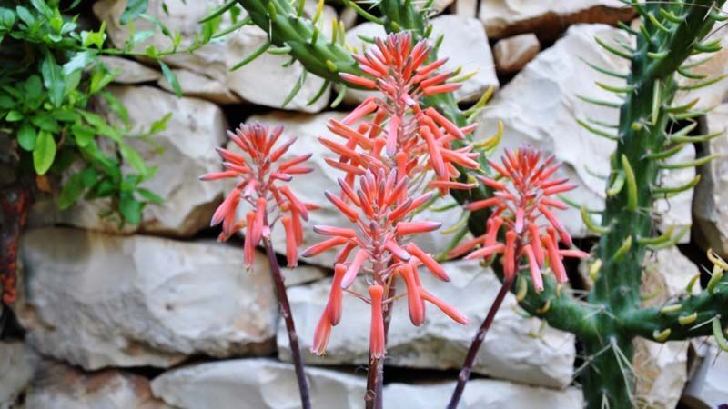 Aloe aristata floración