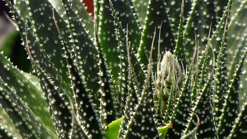 Aloe aristata