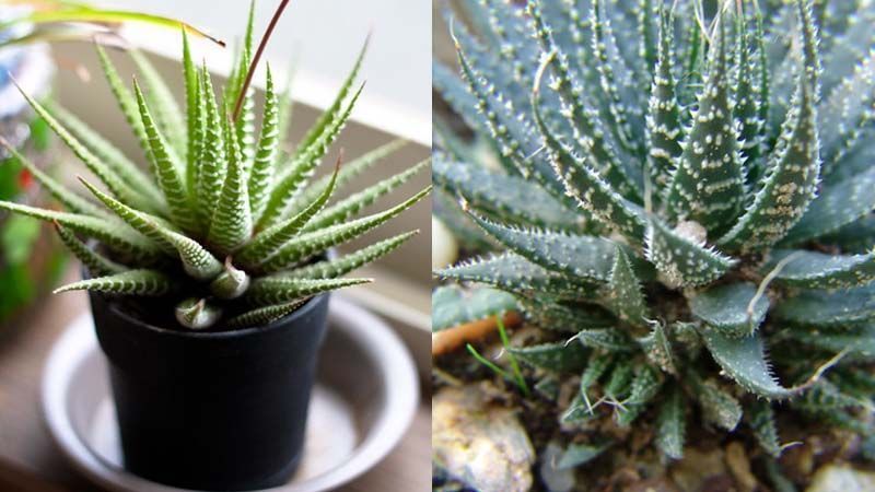 Aloe aristata vs Haworthia fasciata