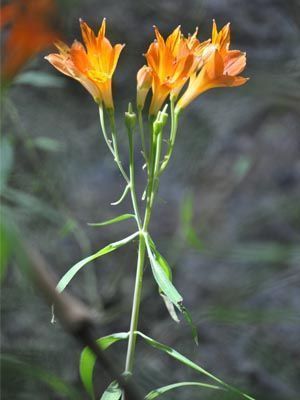 Alstroemeria aurantiaca