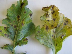alternaria alternaria