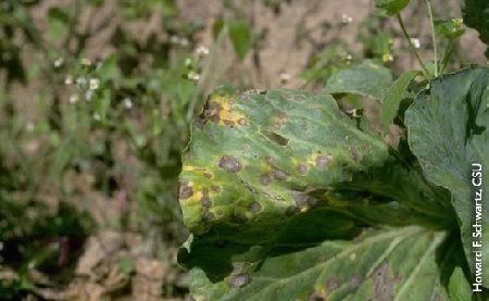 alternaria enfermedades de la lechuga