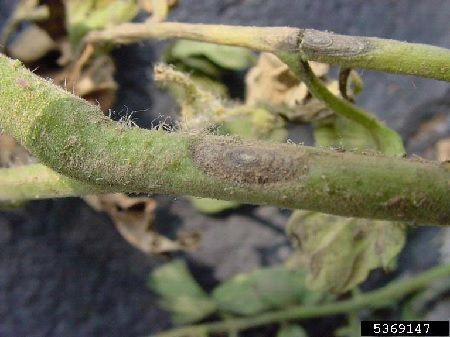 Alternaria en tomate