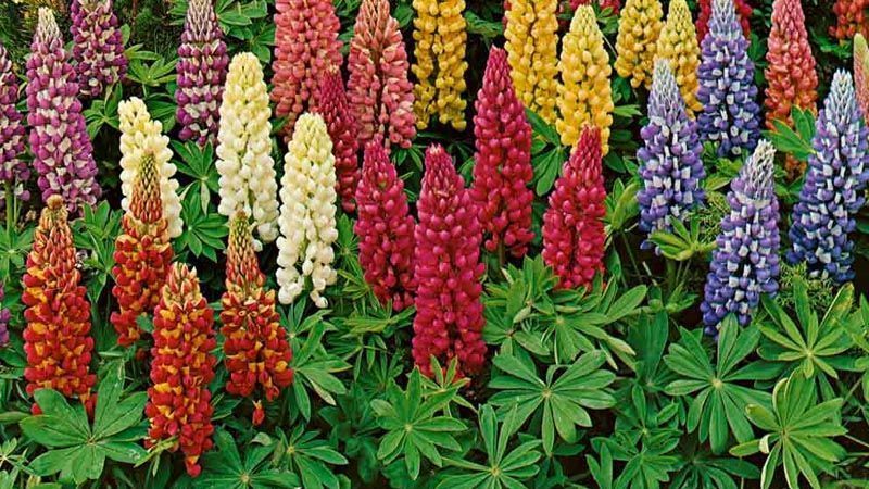 altramuces ornamentales