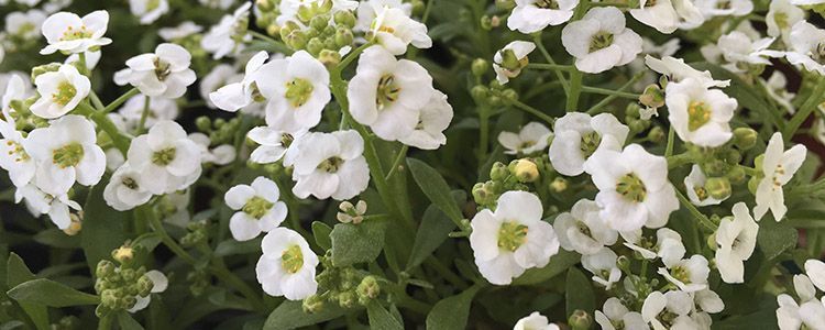 alyssum-maritimum-lobularia-maritima