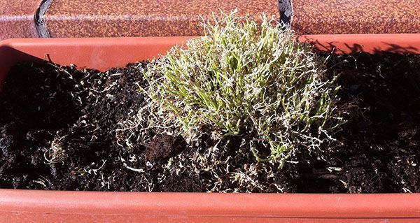 alyssum-seco-verano