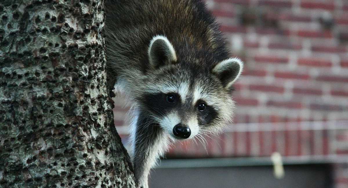 animales exóticos mapache