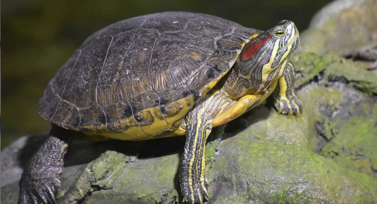animales exóticos tortuga californiana