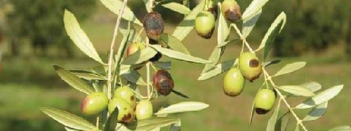 antracnosis en cultivo de olivos