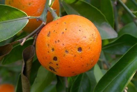 antracnosis en mandarina