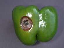 antracnosis en pimiento