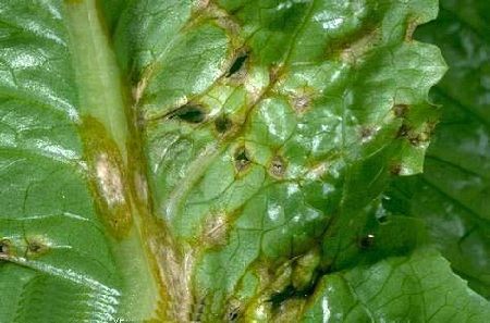 antracnosis enfermedades lechuga