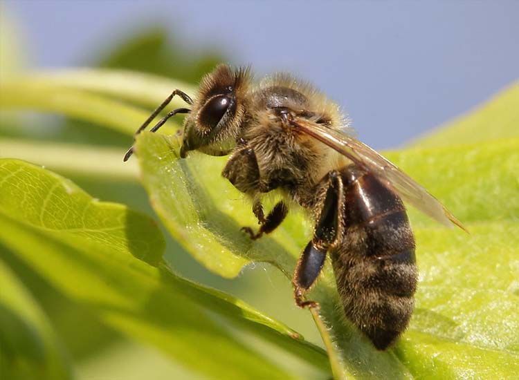 abeja de miel dimetoato