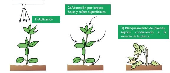 aplicación de herbicidas en postemergencia