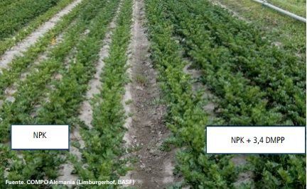 aplicación de inhibidores de la nitrificación DMPP