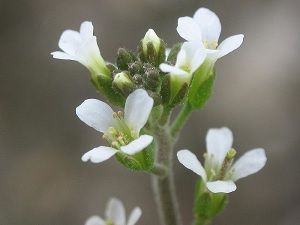 arabidopsis thaliana