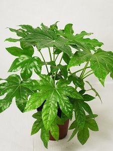 aralia maceta
