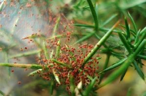 Araña roja sobre cultivo araña roja en cultivo ecológico