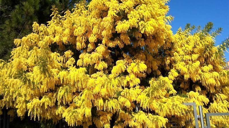 árbol Acacia dealbata