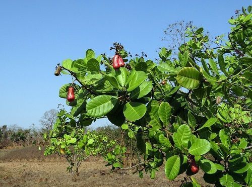 anacardo árbol