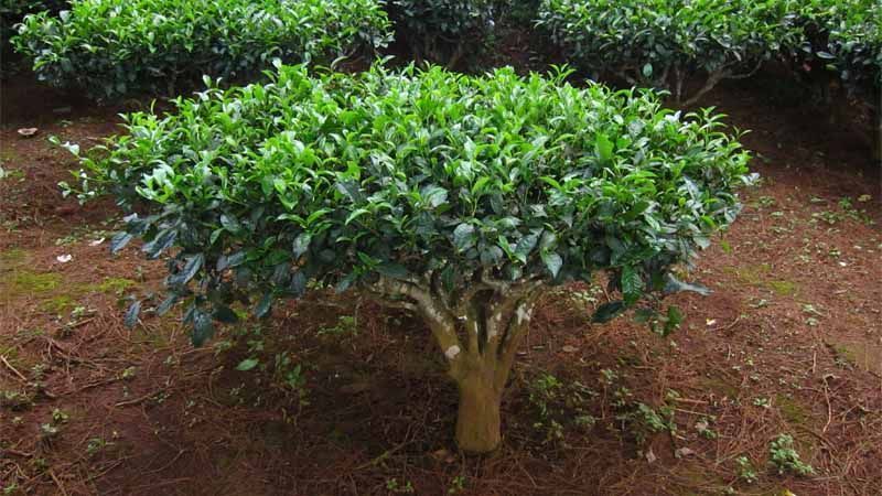 árbol del té Camellia sinensis