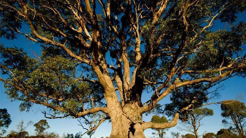 árbol eucalipto