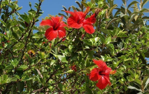 floración de hibisco o rosa china