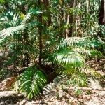 arenga australasica Tipos de palmeras