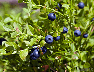 arándano arbol