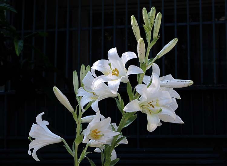 azucenas blancas