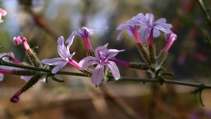 belesa, detalle flor